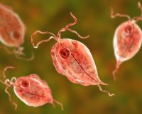 O teorie controversata naucitoare: cancerul poate fi produs de un parazit aflat in organismul oamenilor - Trichomonas?