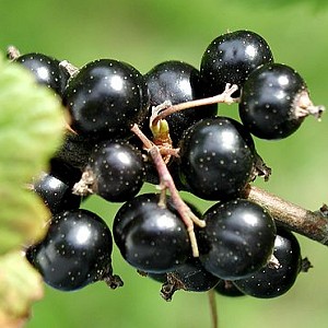Coacazele negre, cele mai bogate fructe in vitamina C, "secretul longevitatii"
