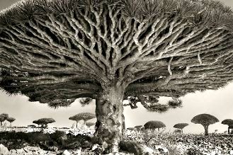 Magnific! Cei mai vechi copaci de pe Pamant fotografiati de o femeie timp de 14 ani! 