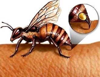 Intepaturile periculoase de insecte pot fi tratate natural!