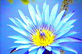 lotus-albastru