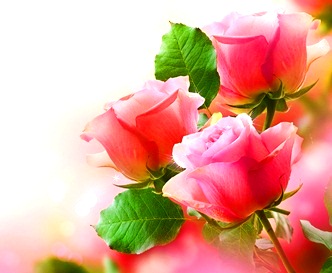Trandafirul s-a transformat din simbolul depravarii in "floare sfanta"!